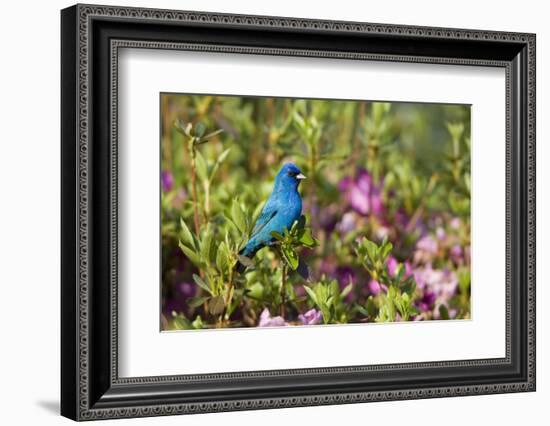 Indigo Bunting Male in Azalea Bush. Marion, Illinois, Usa-Richard ans Susan Day-Framed Photographic Print