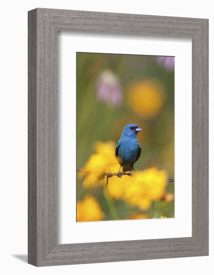 Indigo Bunting on Barbed Wire Fence in Garden, Marion, Illinois, Usa-Richard ans Susan Day-Framed Photographic Print