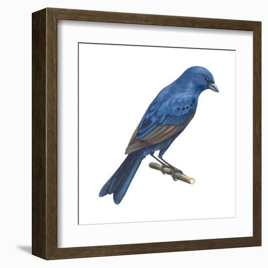 Indigo Bunting (Passerina Cyanea), Birds-Encyclopaedia Britannica-Framed Art Print