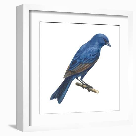 Indigo Bunting (Passerina Cyanea), Birds-Encyclopaedia Britannica-Framed Art Print