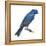 Indigo Bunting (Passerina Cyanea), Birds-Encyclopaedia Britannica-Framed Stretched Canvas