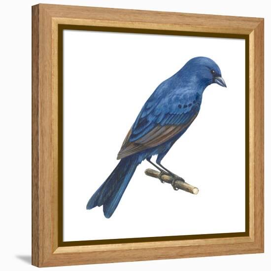 Indigo Bunting (Passerina Cyanea), Birds-Encyclopaedia Britannica-Framed Stretched Canvas