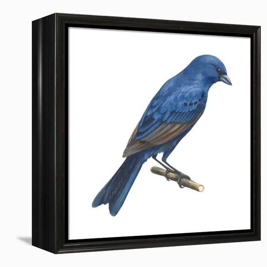 Indigo Bunting (Passerina Cyanea), Birds-Encyclopaedia Britannica-Framed Stretched Canvas