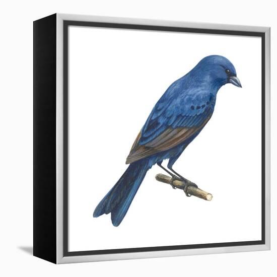 Indigo Bunting (Passerina Cyanea), Birds-Encyclopaedia Britannica-Framed Stretched Canvas