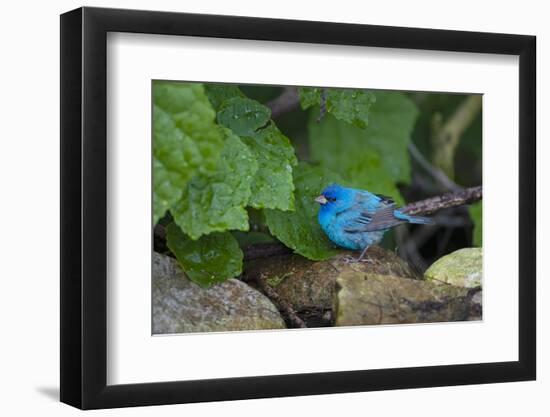 Indigo Bunting (Passerina cyanea) foraging male-Larry Ditto-Framed Photographic Print