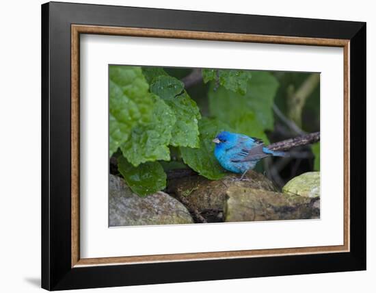 Indigo Bunting (Passerina cyanea) foraging male-Larry Ditto-Framed Photographic Print