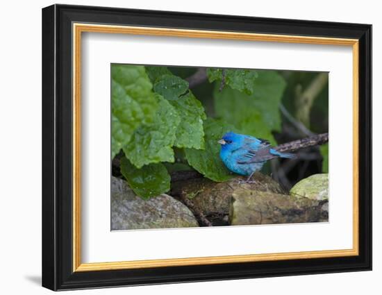 Indigo Bunting (Passerina cyanea) foraging male-Larry Ditto-Framed Photographic Print