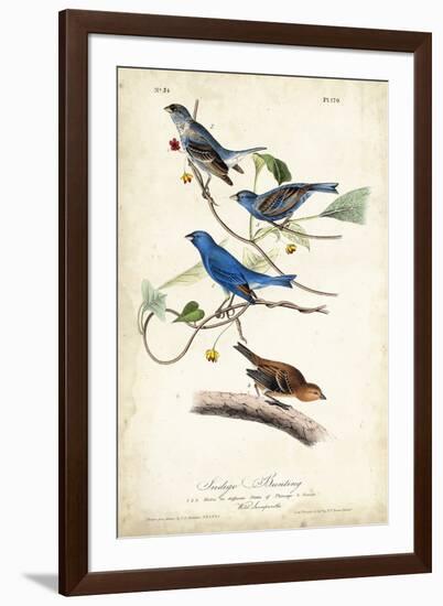 Indigo Bunting-John James Audubon-Framed Art Print