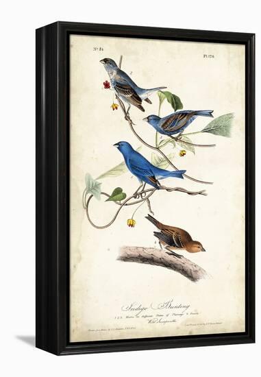 Indigo Bunting-John James Audubon-Framed Stretched Canvas