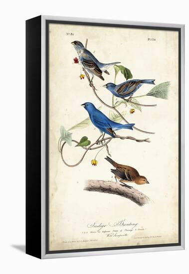 Indigo Bunting-John James Audubon-Framed Stretched Canvas