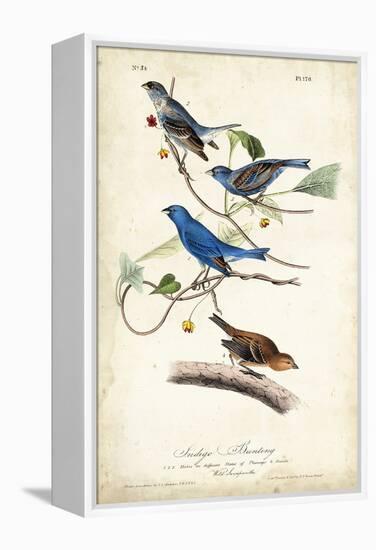 Indigo Bunting-John James Audubon-Framed Stretched Canvas