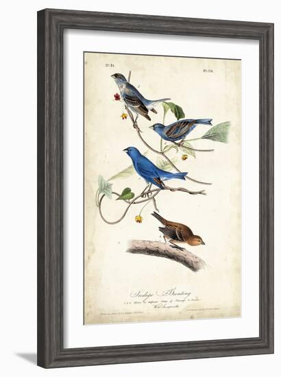 Indigo Bunting-John James Audubon-Framed Art Print