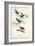Indigo Bunting-John James Audubon-Framed Art Print