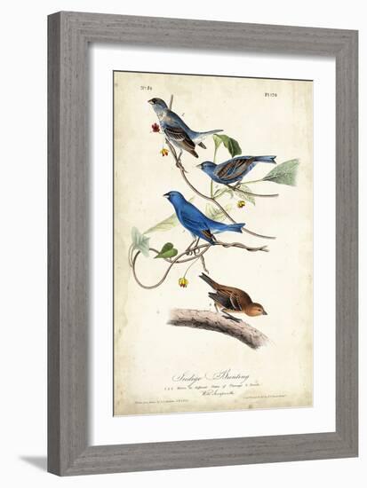 Indigo Bunting-John James Audubon-Framed Art Print