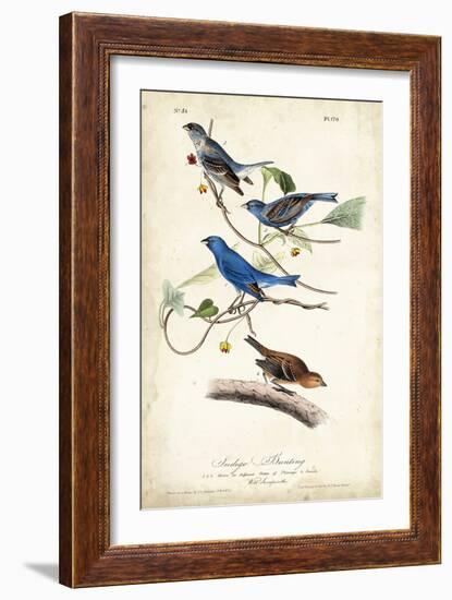 Indigo Bunting-John James Audubon-Framed Art Print