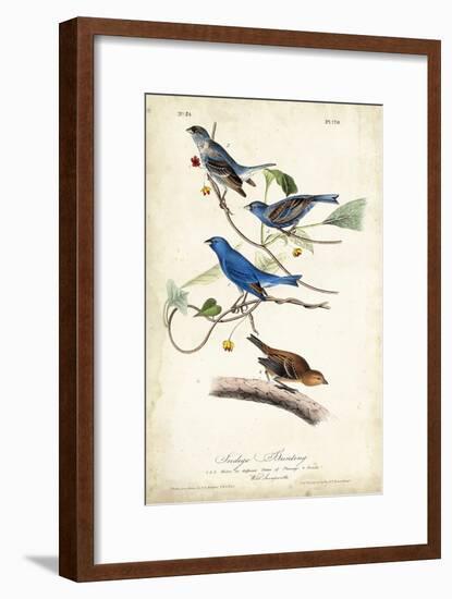 Indigo Bunting-John James Audubon-Framed Art Print