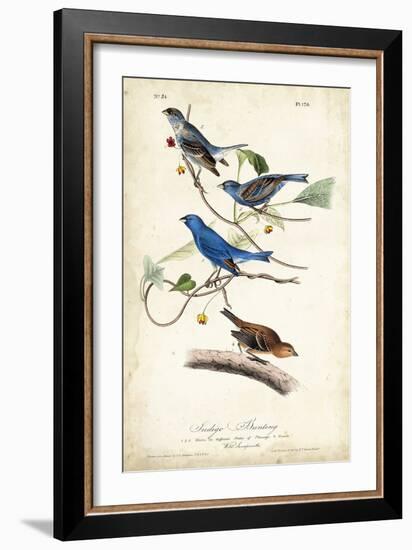 Indigo Bunting-John James Audubon-Framed Art Print