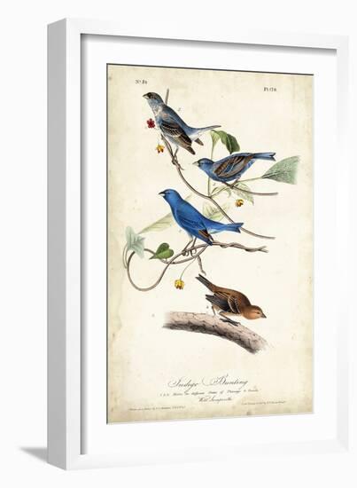 Indigo Bunting-John James Audubon-Framed Art Print