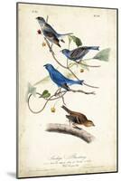 Indigo Bunting-John James Audubon-Mounted Art Print