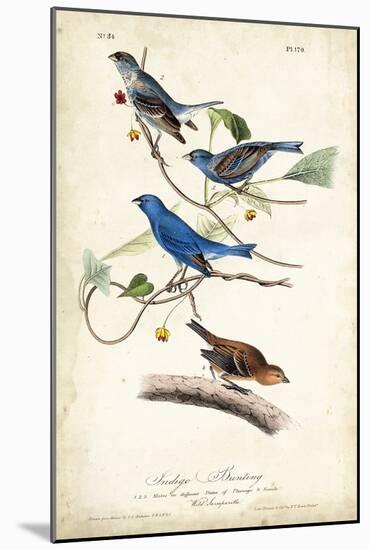 Indigo Bunting-John James Audubon-Mounted Art Print