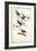 Indigo Bunting-John James Audubon-Framed Art Print