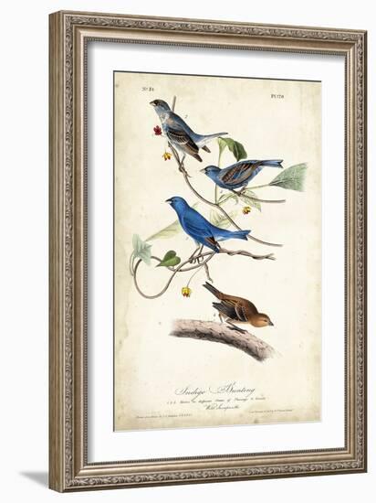 Indigo Bunting-John James Audubon-Framed Premium Giclee Print