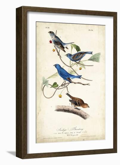 Indigo Bunting-John James Audubon-Framed Premium Giclee Print