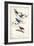 Indigo Bunting-John James Audubon-Framed Premium Giclee Print