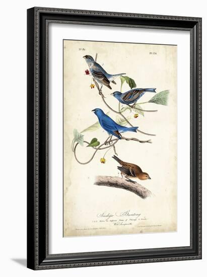 Indigo Bunting-John James Audubon-Framed Premium Giclee Print