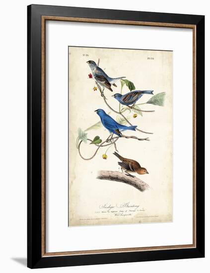 Indigo Bunting-John James Audubon-Framed Art Print