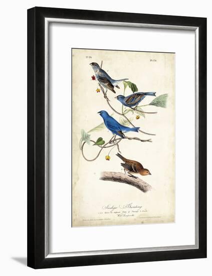 Indigo Bunting-John James Audubon-Framed Art Print