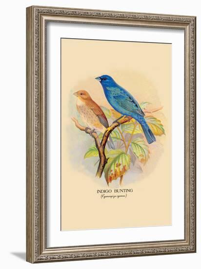 Indigo Bunting-Arthur G. Butler-Framed Art Print