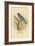 Indigo Bunting-Arthur G. Butler-Framed Art Print