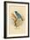 Indigo Bunting-Arthur G. Butler-Framed Art Print