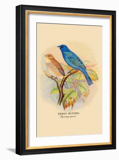 Indigo Bunting-Arthur G. Butler-Framed Art Print