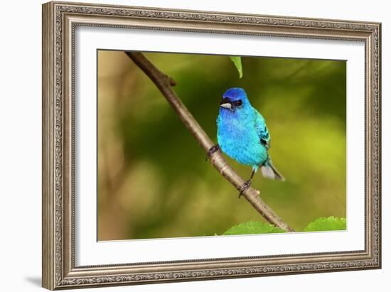 Indigo Bunting-Lantern Press-Framed Art Print