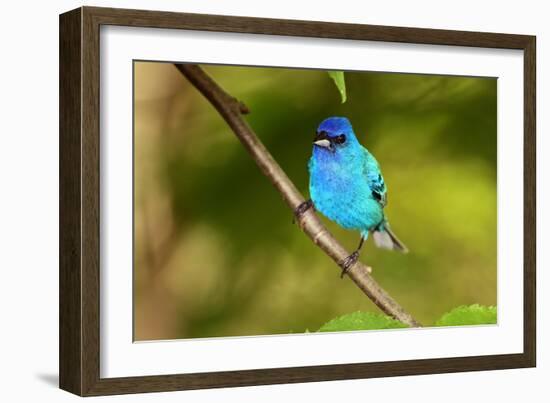 Indigo Bunting-Lantern Press-Framed Art Print