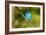 Indigo Bunting-Lantern Press-Framed Art Print