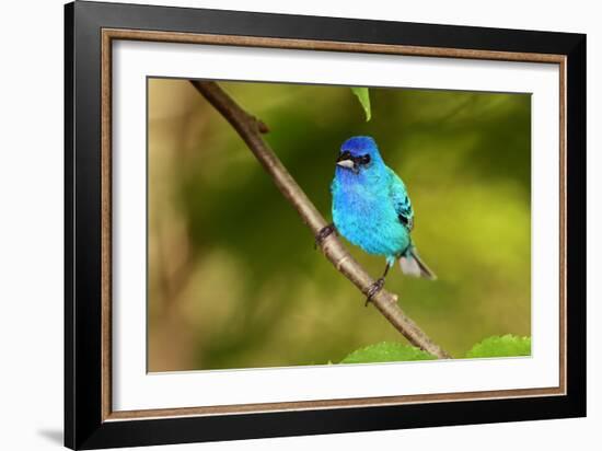 Indigo Bunting-Lantern Press-Framed Art Print