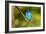 Indigo Bunting-Lantern Press-Framed Art Print