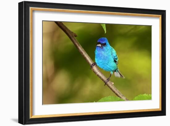 Indigo Bunting-Lantern Press-Framed Art Print