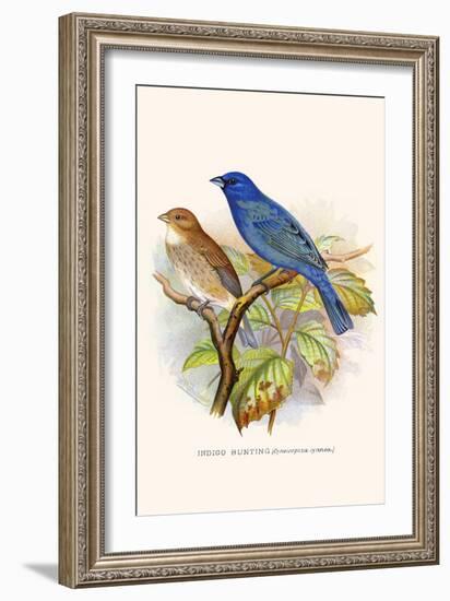 Indigo Bunting-F.w. Frohawk-Framed Art Print