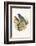 Indigo Bunting-F.w. Frohawk-Framed Art Print