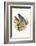 Indigo Bunting-F.w. Frohawk-Framed Art Print