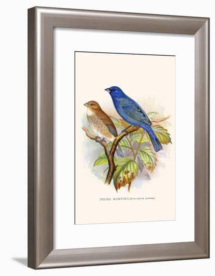 Indigo Bunting-F.w. Frohawk-Framed Art Print