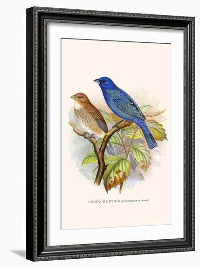 Indigo Bunting-F.w. Frohawk-Framed Art Print