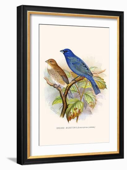 Indigo Bunting-F.w. Frohawk-Framed Art Print