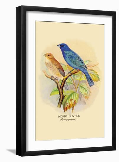 Indigo Bunting-Arthur G. Butler-Framed Art Print