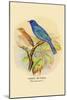 Indigo Bunting-Arthur G. Butler-Mounted Art Print