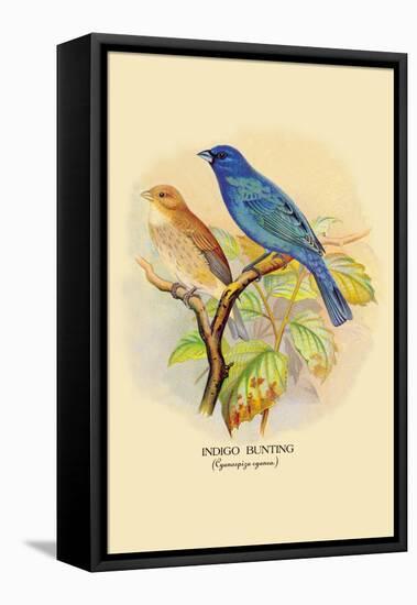 Indigo Bunting-Arthur G. Butler-Framed Stretched Canvas